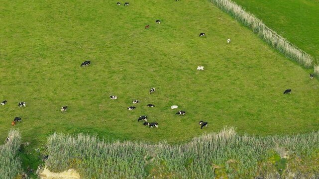 Volcanic highland fields with grazing cattle on Sao Miguel Island, aerial perspective