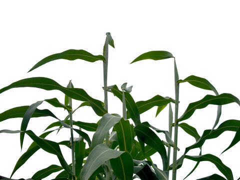 Green corn stalks and leaves (Zea mays) growing tall, isolated on a transparent background.