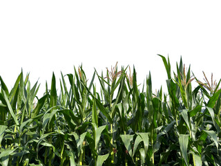 Field of green corn plants (Zea mays) with young tassels growing high, isolated on white background. © upen