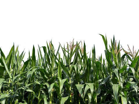 Field of green corn plants (Zea mays) with young tassels growing high, isolated on white background.