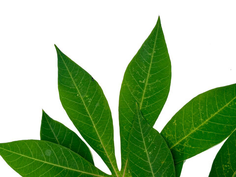 Fresh green cassava leaf (Manihot esculenta) lobes close up view, isolated on white background.
