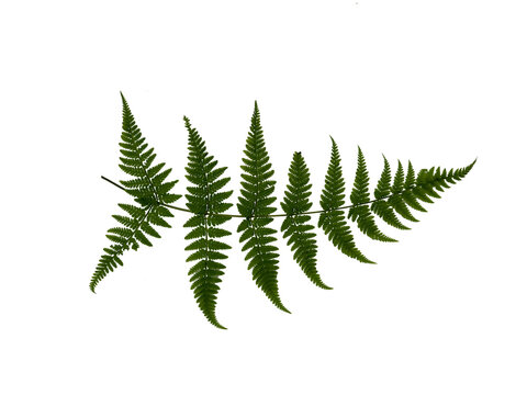 Beautiful single green fern frond (Polypodiopsida) isolated on a clean white background.