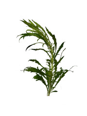 Fototapeta premium Fresh green cosmos king salad plant (Cosmos caudatus) isolated on a solid white background.