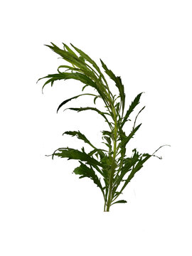 Fresh green cosmos king salad plant (Cosmos caudatus) isolated on a solid white background.