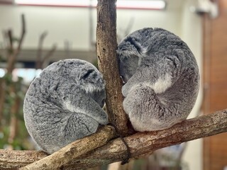 Naklejka premium Two koalas sleeping curled up together on tree branch