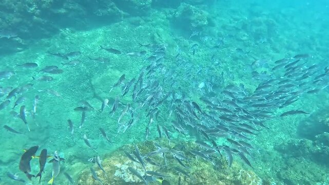 School of Bigeye Trevally sheltering in reef crevasse from predators - Costa Rica