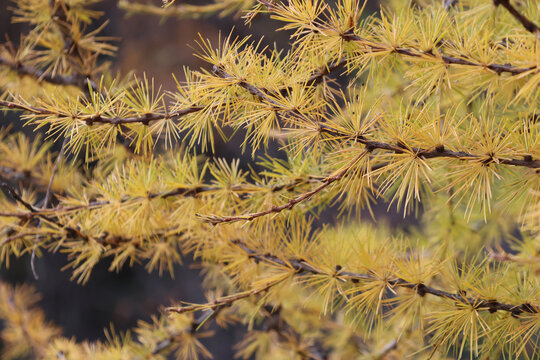 Close-up of sunning bright yellow tamarack (larch) at Huanglong National Park, Songpan County, Sichuan Province of China	