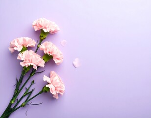 Fototapeta premium Elegant Pink Carnation Bouquet on Soft Purple Backdrop