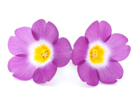Boronia (Boronia megastigma)