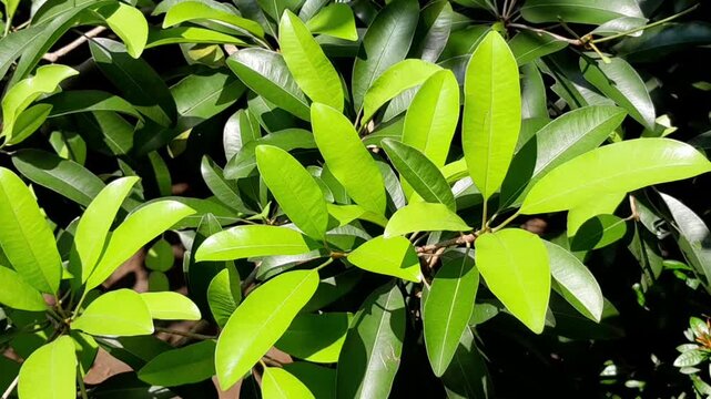 Fresh young sapodilla leaves glowing in the morning sunlight