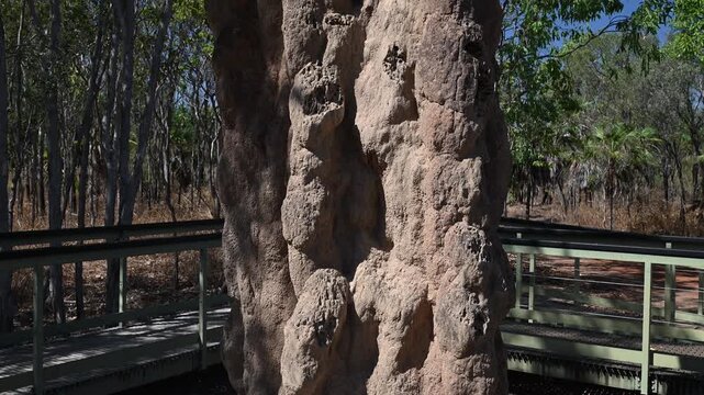 Giant magnetic termite mounds in Litchfield National Park, Northern Territory, Australia. Unique natural formations in tropical savanna landscape showing ecological adaptation and wildlife habitat.