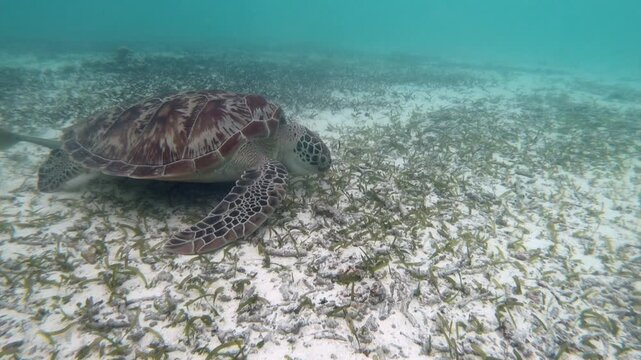 The green sea turtle (Chelonia mydas) with cleane fish is greazing on seagrass. Green sea turtles have a variety of parasites including barnacles, leeches, protozoans, cestodes, and nematodes.