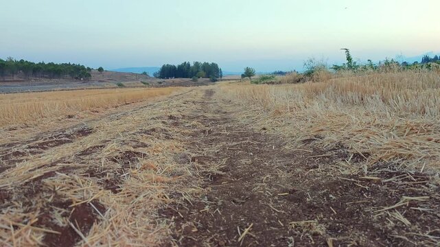 Cute Black Baby Goat Running Towards Camera in Harvested Field at Ground Level
