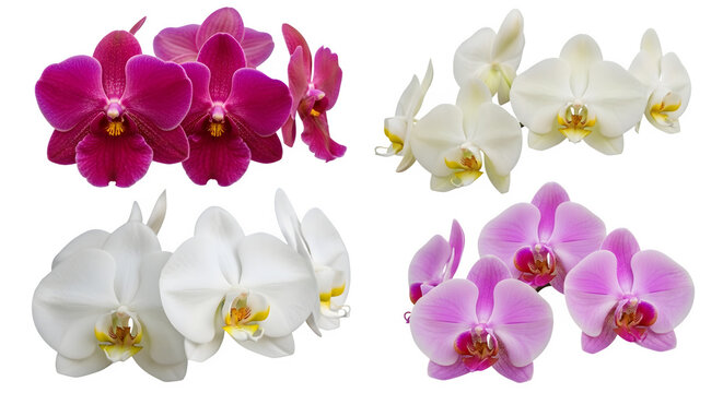 Vibrant pink and white orchid flowers on transparent background