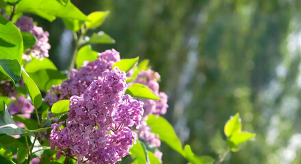 Obraz premium Beautiful purple color Lilac flowers in green foliage close up, floral sunny nature abstract background. Blossom spring landscape with lilac bush close up. Peaceful, relax, harmony atmosphere