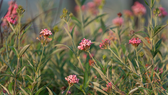 Pink Panama rose flower clusters blooming in natural garden with soft green foliage and warm sunlight, delicate tropical wildflowers with bokeh background