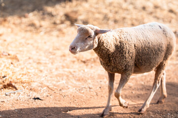 Obraz premium Sheep walking across dry ground in orchard