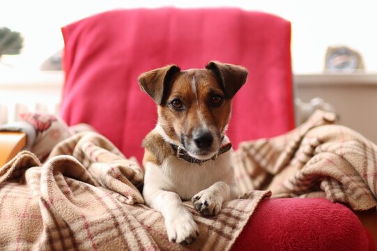 Jack Russell Terrier resting on a sofa.
