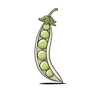 Illustration of a single opened pea pod with round green peas inside and a stem with leaves