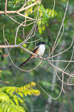 Long-tailed shrike perched on tree branch in natural habitat, small predatory bird with black mask and warm brown plumage against green background