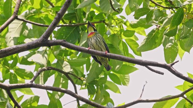 Coppersmith Barbet perched on tree branch, Psilopogon haemacephalus natural wildlife behavior in green forest canopy, tropical bird in nature environment background, animal documentary. Slow motion.