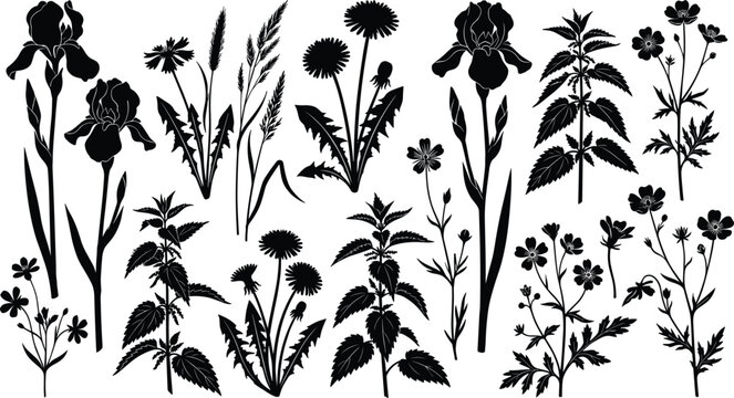 Botanical silhouette illustration set featuring irises, dandelions, nettles, grasses, buttercups, diverse plant and flower vector, natural design graphic, black-and-white drawing