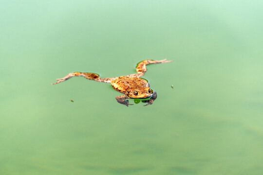 Common toad Bufo bufo swimming in calm green water with reflection and minimal composition in natural habitat