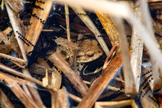 Common toad Bufo bufo hidden among reeds with egg strings in shallow water during breeding season in natural wetland habitat