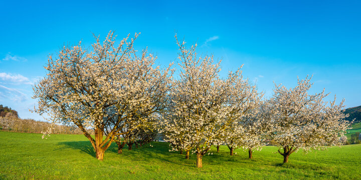 Streuobstwiese mit bl&uuml;henden Kirschb&auml;umen auf gr&uuml;ner Wiese unter blauem Himmel, Oberfranken, Bayern, Deutschland
