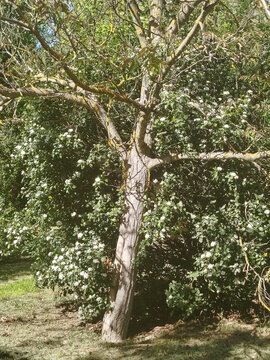 &Aacute;rbol con tronco texturizado y ramas finas junto a arbustos con flores blancas en el campo