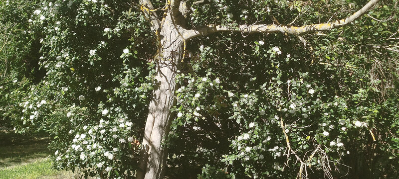 &Aacute;rbol frondoso con peque&ntilde;as flores blancas y ramas secas en un entorno natural soleado