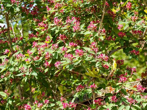  Lonicera tatarica - Ch&egrave;vrefeuille de Barbarie, arbuste d'ornement aux grappes de fleurs tubulaires rouge carmin &agrave; l&egrave;vres lob&eacute;es au dessus d'un feuillage dense &agrave; longs p&eacute;tioles,oval, vert fonc&eacute;