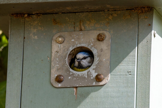 Blaumeise blickt aus dem Einflugloch eines h&ouml;lzernen Nistkastens - Cyanistes caeruleus