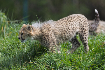 Cheetah cub in the spring © edfitzgerald