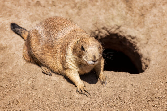 Ein Murmeltier (Marmota) liegt auf dem Sandboden neben dem Eingang zu einem Bau