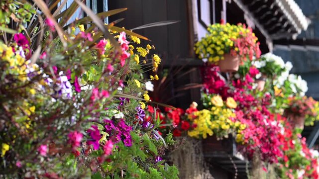 Traditional Wooden Balconies with Flowers in Santa Cruz de La Palma; Historic Avenida Maritima Architecture; Canary Islands Colonial House Facade and Floral Decoration