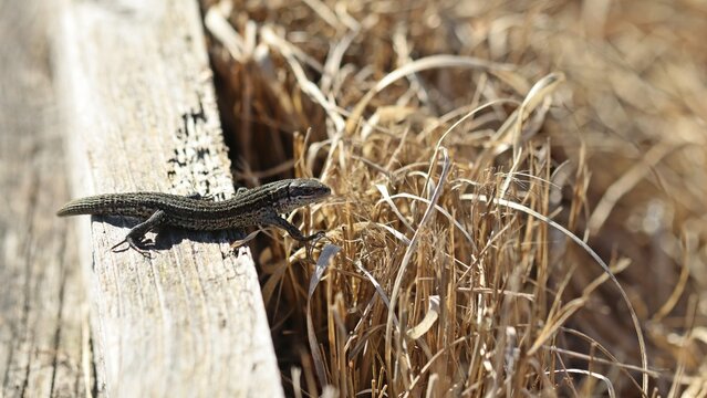 Mooreidechse (Zootoca vivipara) mit regeneriertem Schwanz auf Bohlenweg im Moor