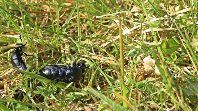 Paarung des Schwarzblauen &Ouml;lk&auml;fers (Meloe proscarabaeus) im Gras
