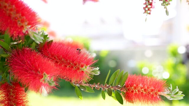 Slow motion bumblebee collecting nectar on red bottlebrush flowers swaying in wind, garden close-up 4K