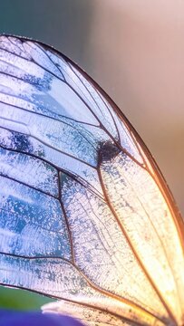 Macro closeup of butterfly wing venation with delicate translucent texture, iridescent blue and golden sunlight tones, nature pattern, insect biology