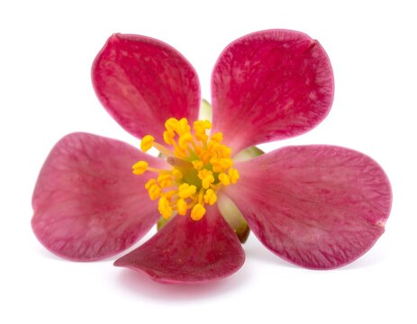 Boronia flower isolated on white background