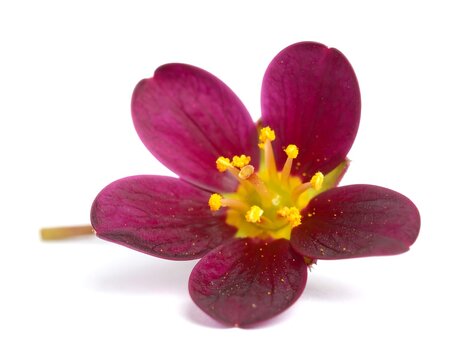 Boronia Flower Isolated on White Background &ndash; Rare Perfume Bloom