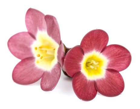 Boronia (Boronia megastigma)