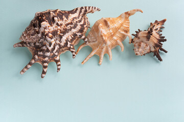 Fototapeta premium Seashells. Summertime concept. Flat lay composition with three sea shells on blue background, top view, mockup, copy space for text