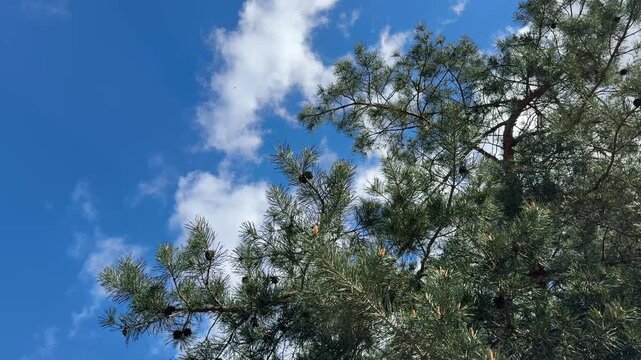 Pine tree against sky with clouds.