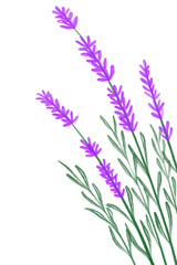 Fototapeta premium Hand Drawn Watercolor Lavender Floral Decoration PNG on Transparent Background 