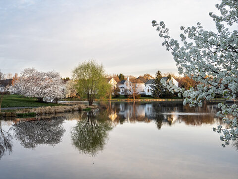 Spring blossoms reflecting on calm water in Ashburn Village Virginia