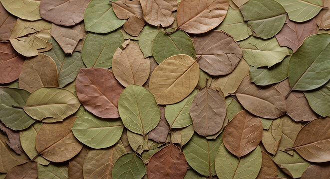 A collection of various colorful autumn leaves on the ground