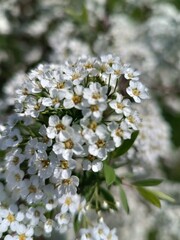white spring bloom in the bush © sachch