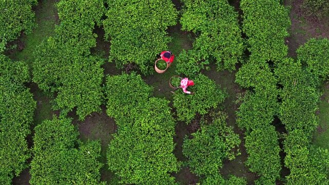 An aerial view shows workers plucking tea leaves across neatly patterned tea plantations in Assam, India, moving along narrow pathways amid dense green bushes, the rhythm of manual harvest